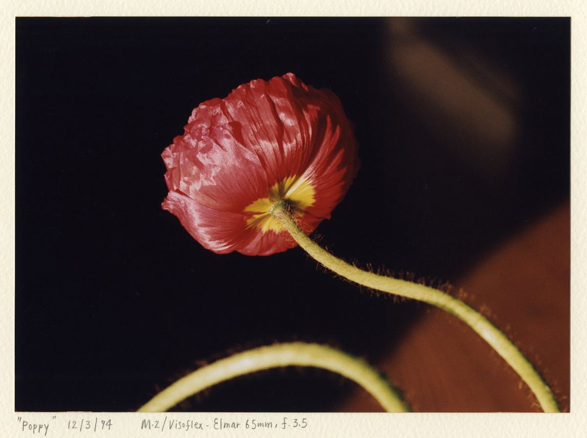 “Poppy” Leica M2/Visoflex Elmar 65mm