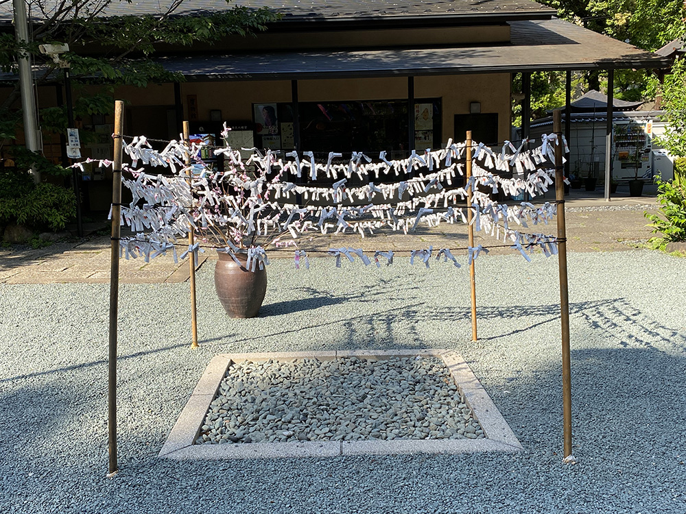 “Fortune Slips” Sanno Shrine,Shibuya,Tokyo (iPhone 11)